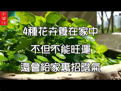 石蓮花風水|【石蓮花風水】揭秘石蓮花的風水魔力，快來瞭解你的擺放對了。